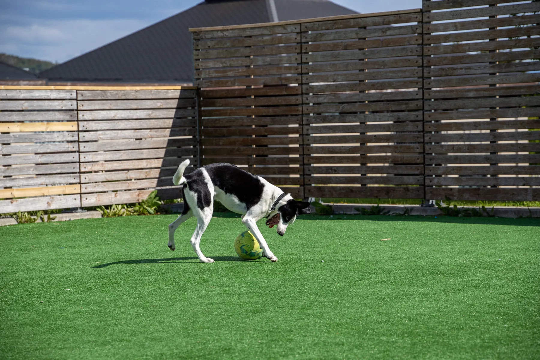 Dog playing with a ball on pet turf next to a wood fence