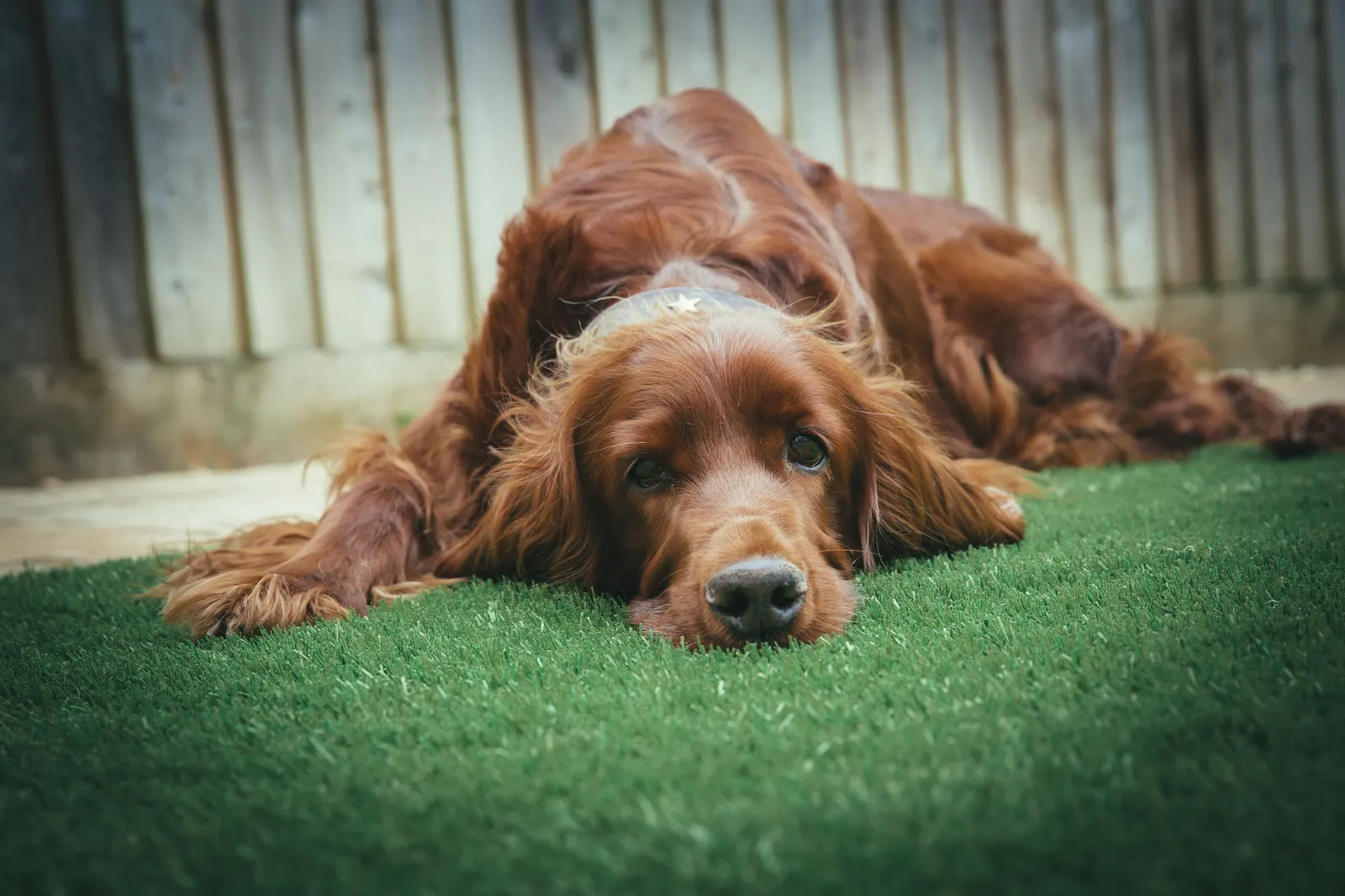 Irish Setter lying down on artificial grass near a fence