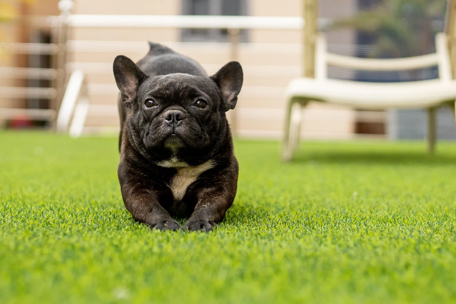 French Bulldog lying on pet turf on a patio