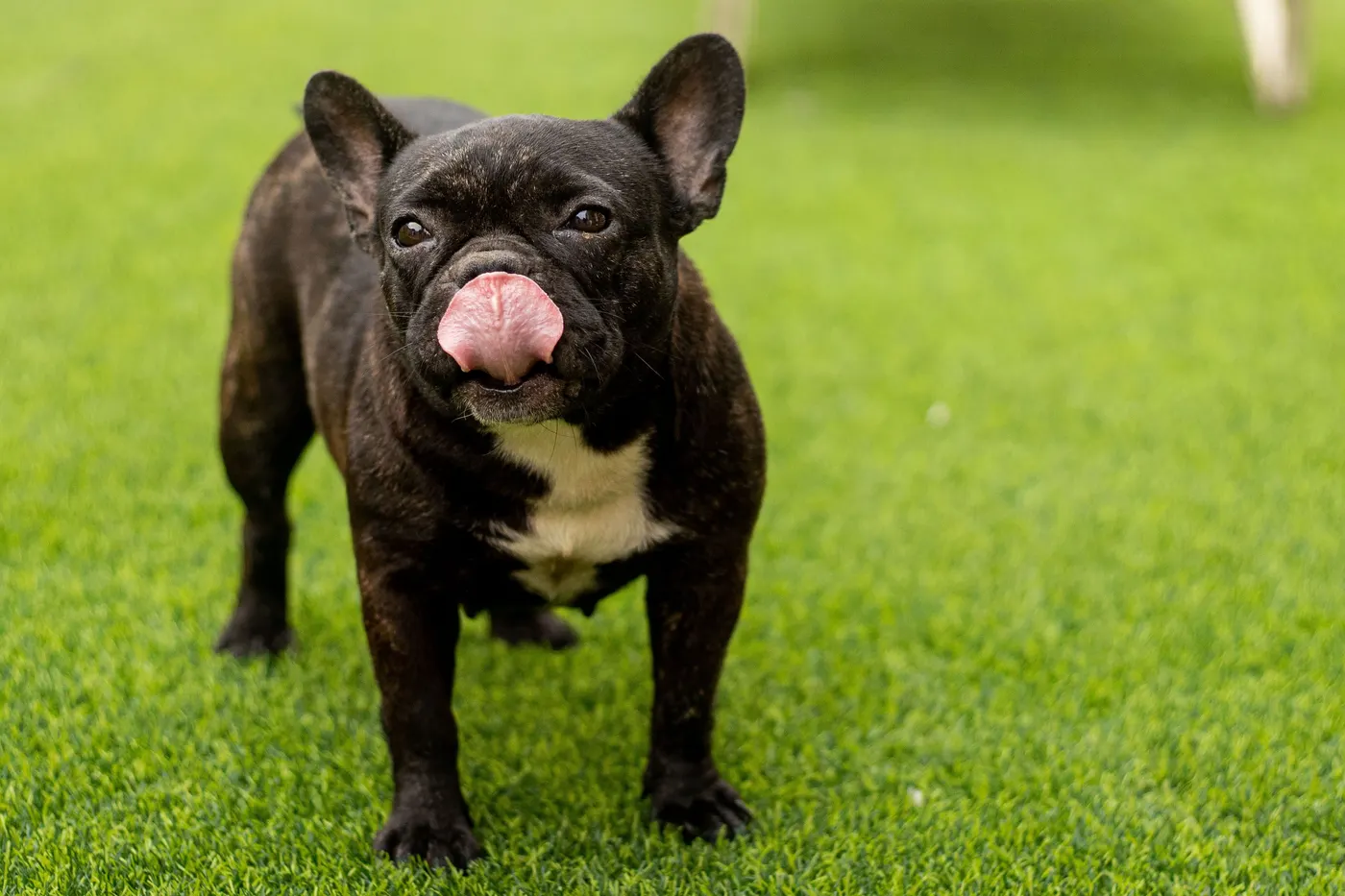 French Bulldog standing on a thick, even artificial turf lawn