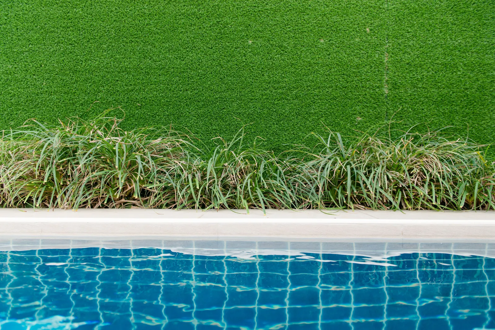 Artificial turf and ornamental grasses bordering a tiled swimming pool